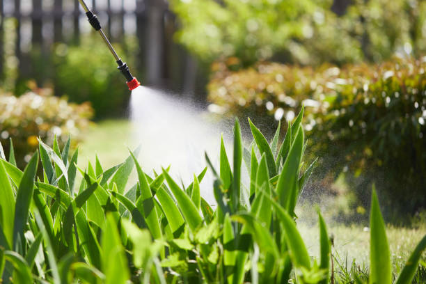 24/7 Emergency Termite Control experts in Manassas, VA