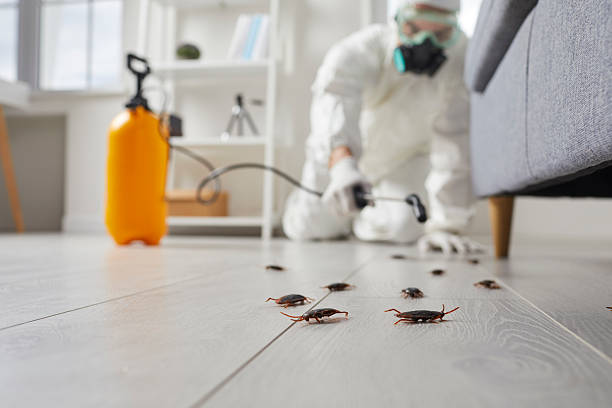 Affordable Termite Control solutions in Manassas, VA